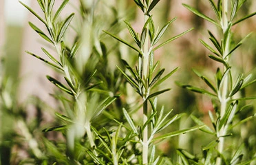 Rosemary plants